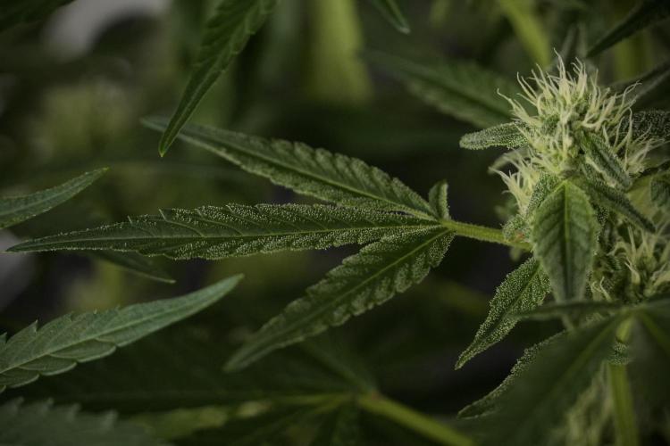 TicaL X Zamnesia-NectarDrip pack#268/750. Week 9 - Nectar Drip 12/12 From seed