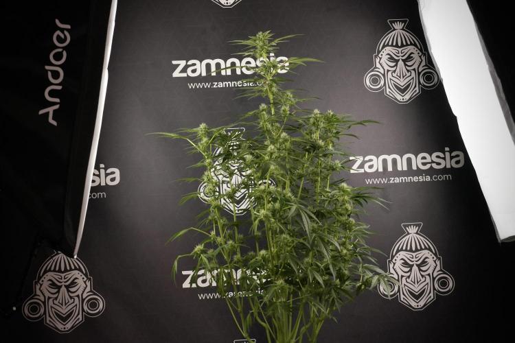 TicaL X Zamnesia-NectarDrip pack#268/750. Week 9 - Nectar Drip 12/12 From seed