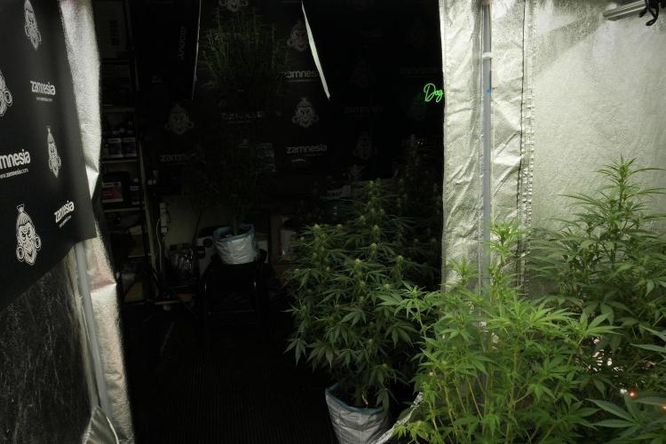 TicaL X Zamnesia-NectarDrip pack#268/750. Week 9 - Room And Vibes