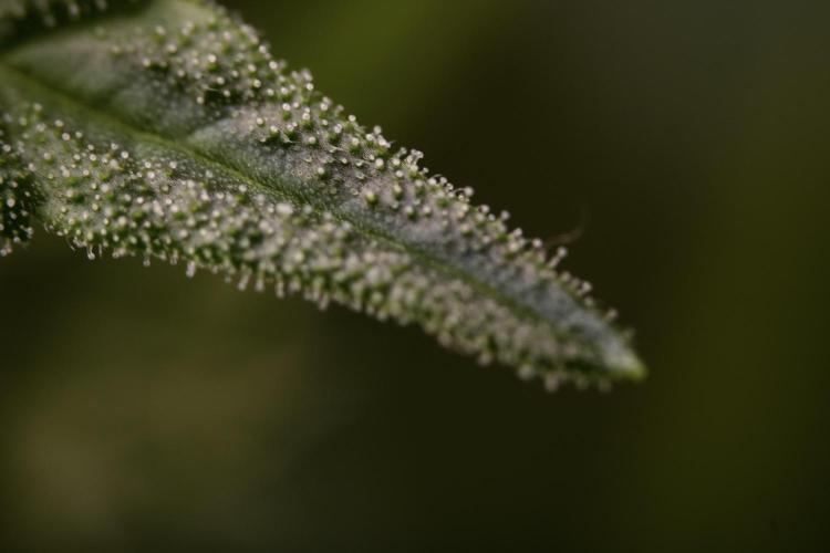 TicaL X Zamnesia-NectarDrip pack#268/750. Week 9 - Macro Photography 