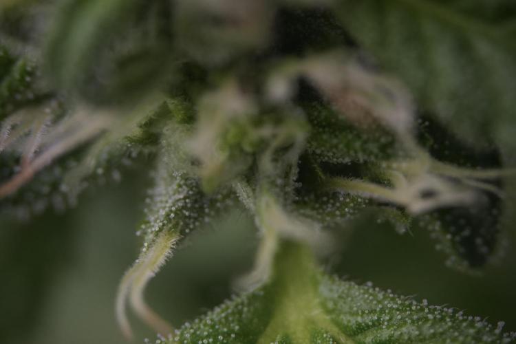 TicaL X Zamnesia-NectarDrip pack#268/750. Week 9 - Macro Photography 