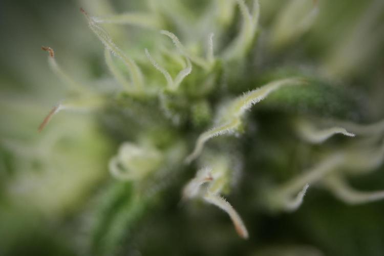 TicaL X Zamnesia-NectarDrip pack#268/750. Week 9 - Macro Photography 
