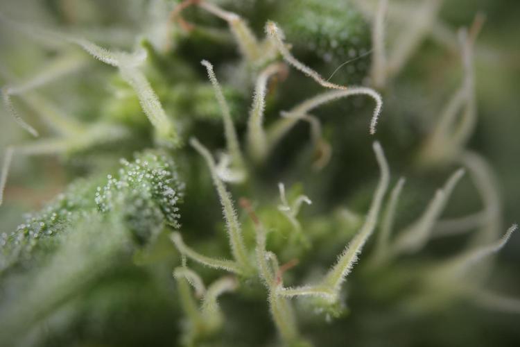 TicaL X Zamnesia-NectarDrip pack#268/750. Week 9 - Macro Photography 