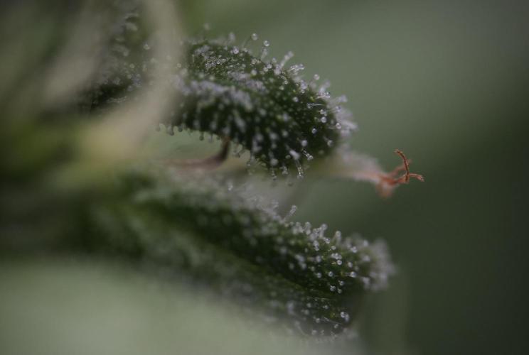 TicaL X Zamnesia-NectarDrip pack#268/750. Week 9 - Macro Photography 