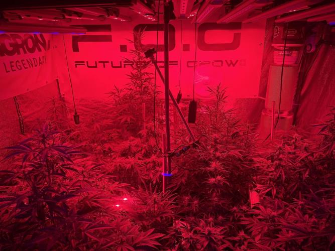 TicaL X Zamnesia-NectarDrip pack#268/750. Week 9 - 15 minutes Reds after Light period  