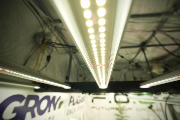 TicaL X Zamnesia-NectarDrip pack#268/750. Week 9 - LED