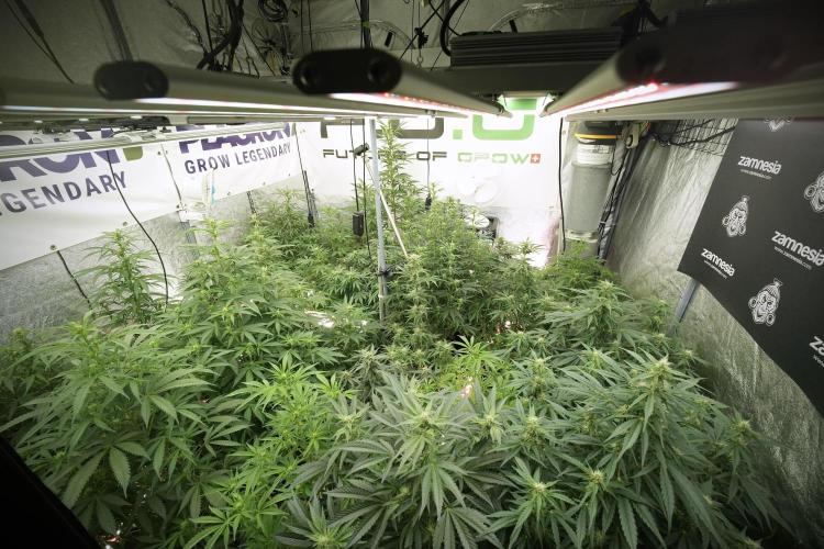 TicaL X Zamnesia-NectarDrip pack#268/750. Week 9 - Room and vibes