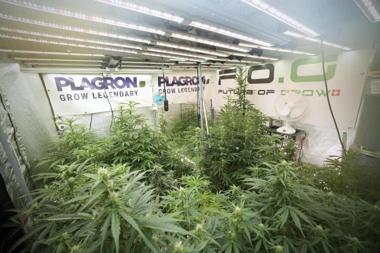 TicaL X Zamnesia-NectarDrip pack#268/750. Week 9 - Room and vibes