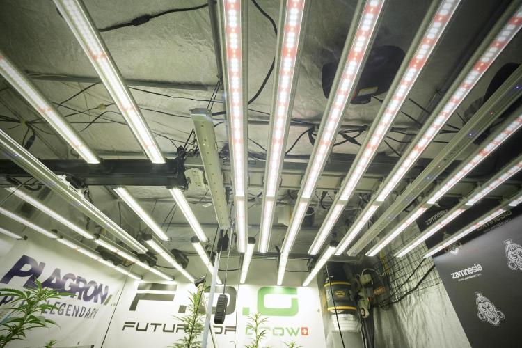 TicaL X Zamnesia-NectarDrip pack#268/750. Week 9 - LED