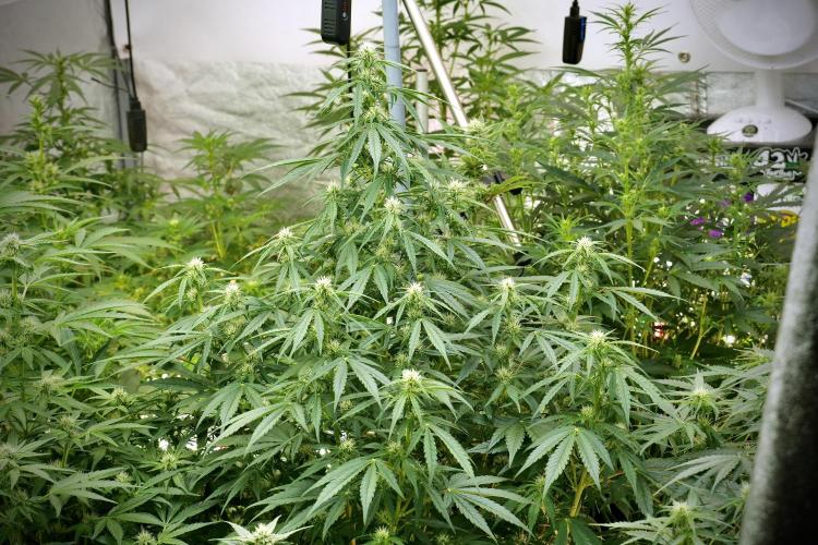 LSD Zamnesia Trippping. Week 8 - Room And Vibes 