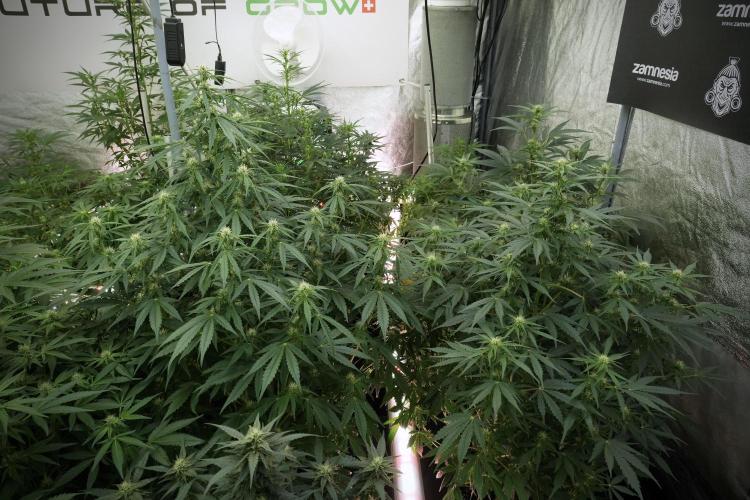 LSD Zamnesia Trippping. Week 8 - Room And Vibes 