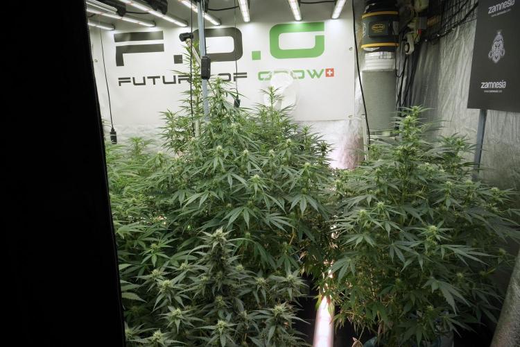 LSD Zamnesia Trippping. Week 8 - Room And Vibes 