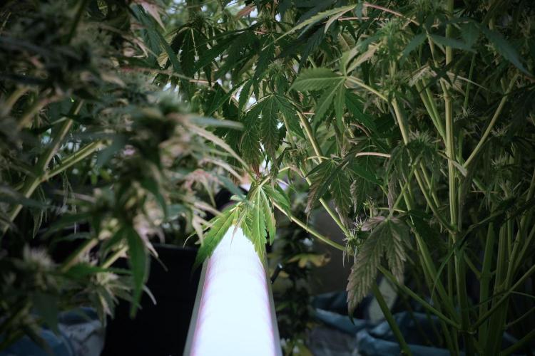 LSD Zamnesia Trippping. Week 8 - Room And Vibes UCL