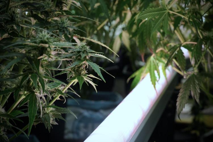 LSD Zamnesia Trippping. Week 8 - UCL