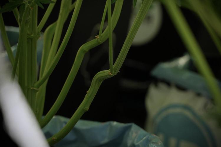 LSD Zamnesia Trippping. Week 8 - Room And Vibes Trainings 