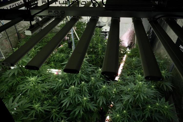 LSD Zamnesia Trippping. Week 8 - Room And Vibes bird views