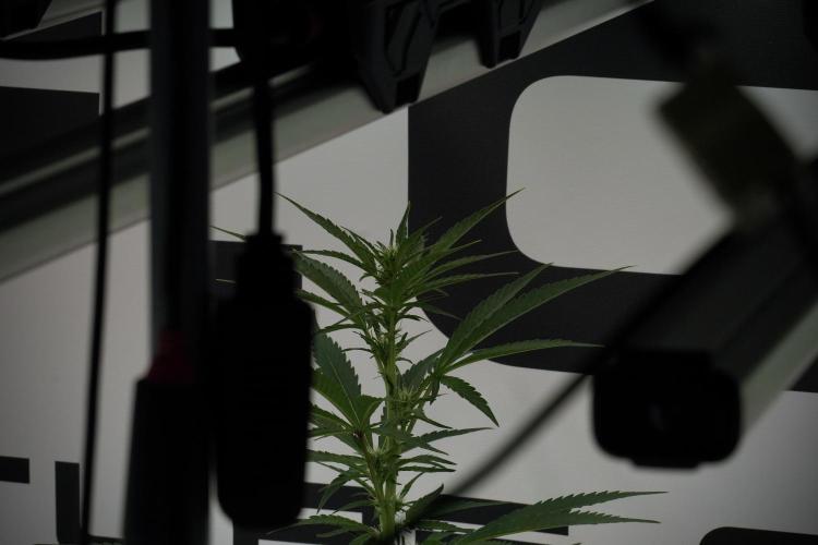 LSD Zamnesia Trippping. Week 8 - Room And Vibes 