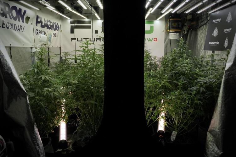 LSD Zamnesia Trippping. Week 8 - Room And Vibes 