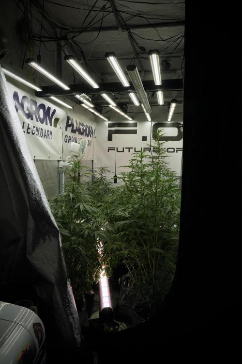 LSD Zamnesia Trippping. Week 8 - Room And Vibes 