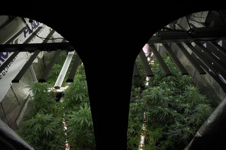 LSD Zamnesia Trippping. Week 8 - Room And Vibes 