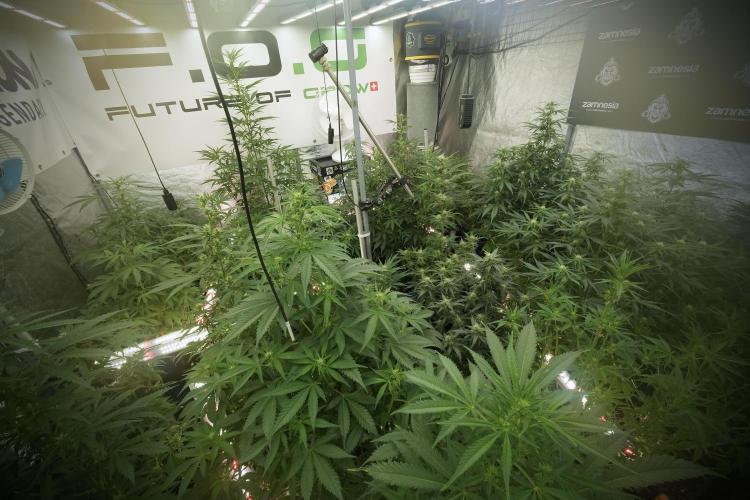 LSD Zamnesia Trippping. Week 8 - Room And Vibes 