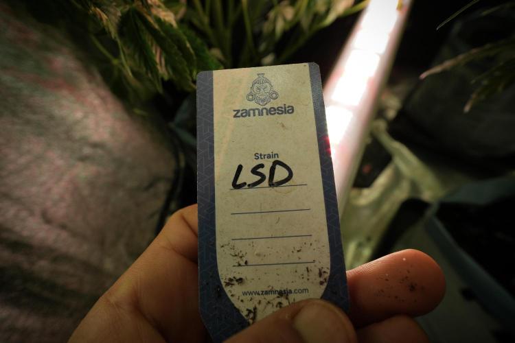 LSD Zamnesia Trippping. Week 8 - LSD 12/12 from seed