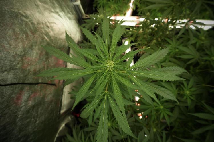 LSD Zamnesia Trippping. Week 8 - LSD 12/12 from seed