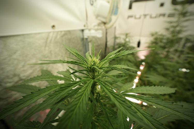 LSD Zamnesia Trippping. Week 8 - LSD 12/12 from seed