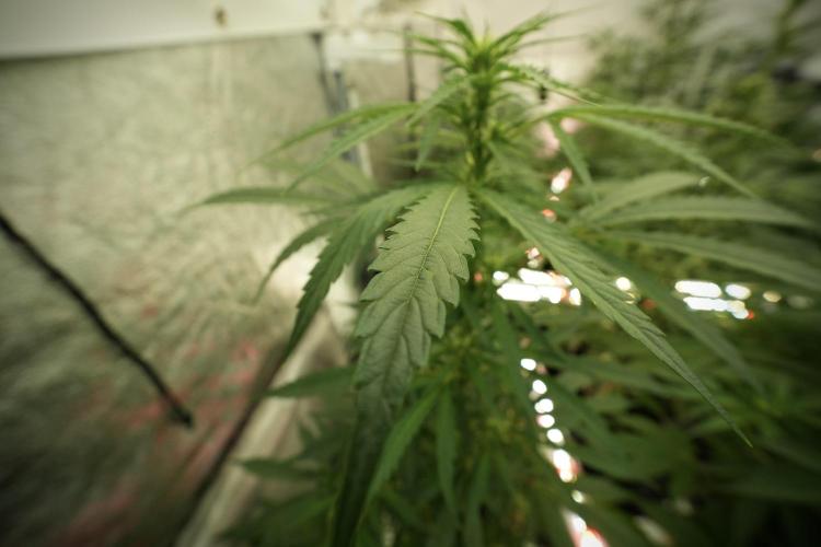 LSD Zamnesia Trippping. Week 8 - LSD 12/12 from seed