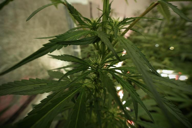 LSD Zamnesia Trippping. Week 8 - LSD 12/12 from seed