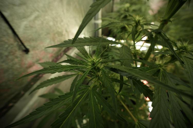 LSD Zamnesia Trippping. Week 8 - LSD 12/12 from seed