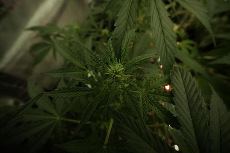 LSD Zamnesia Trippping. Week 8 - LSD 12/12 from seed