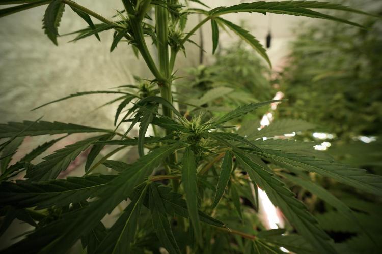 LSD Zamnesia Trippping. Week 8 - LSD 12/12 from seed