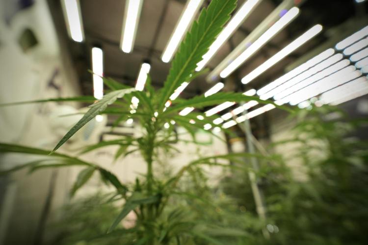 LSD Zamnesia Trippping. Week 8 - LSD 12/12 from seed