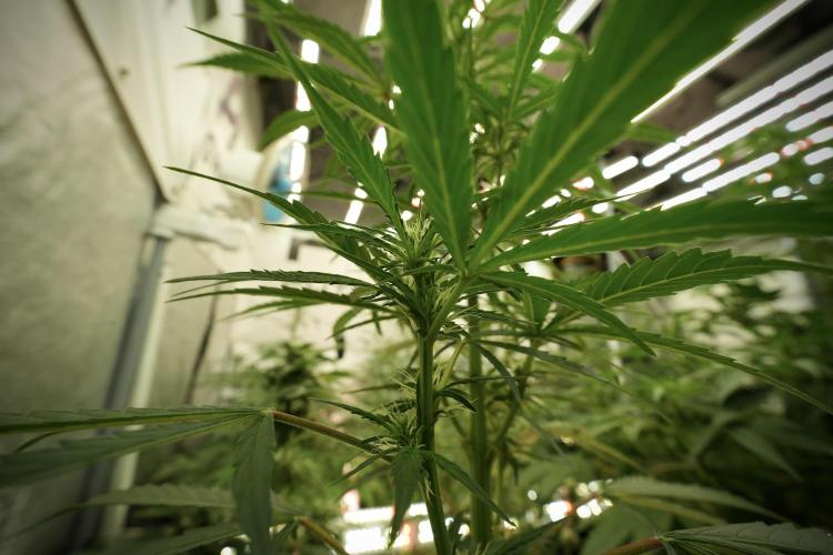 LSD Zamnesia Trippping. Week 8 - LSD 12/12 from seed