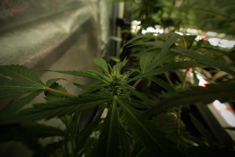 LSD Zamnesia Trippping. Week 8 - LSD 12/12 from seed