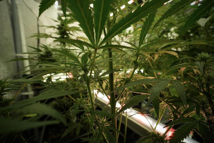 LSD Zamnesia Trippping. Week 8 - LSD 12/12 from seed