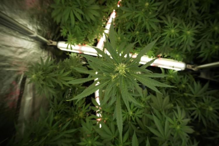 LSD Zamnesia Trippping. Week 8 - LSD 12/12 from seed