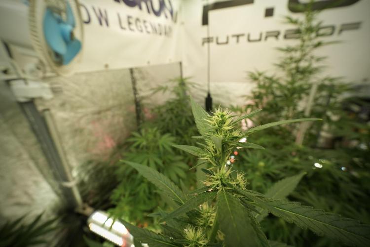 LSD Zamnesia Trippping. Week 8 - LSD 12/12 from seed