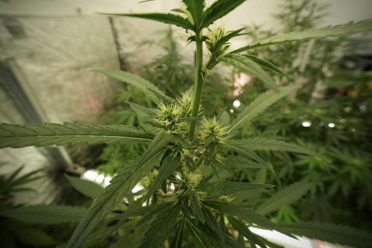 LSD Zamnesia Trippping. Week 8 - LSD 12/12 from seed