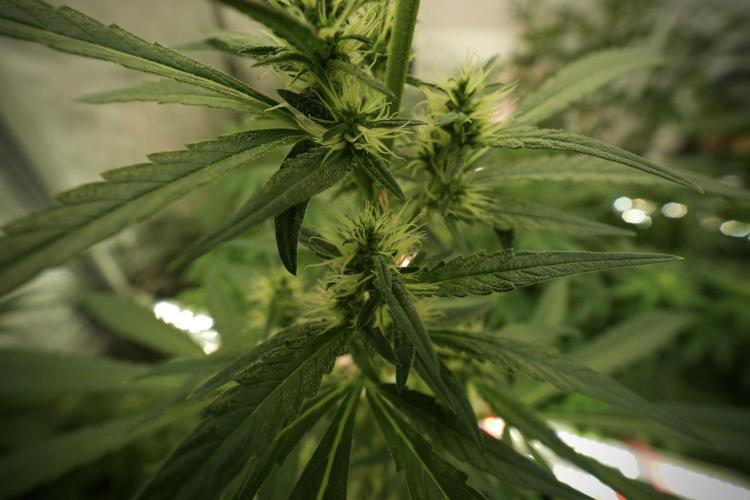 LSD Zamnesia Trippping. Week 8 - LSD 12/12 from seed