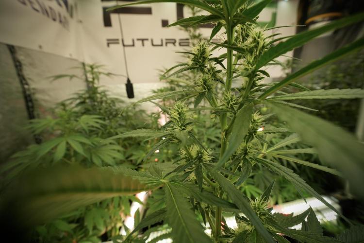 LSD Zamnesia Trippping. Week 8 - LSD 12/12 from seed