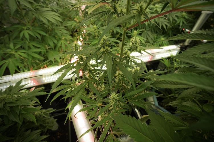 LSD Zamnesia Trippping. Week 8 - LSD 12/12 from seed