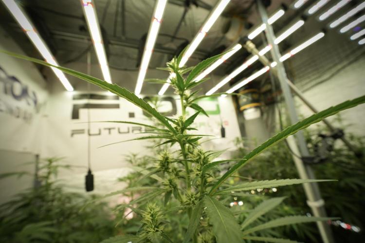 LSD Zamnesia Trippping. Week 8 - LSD 12/12 from seed