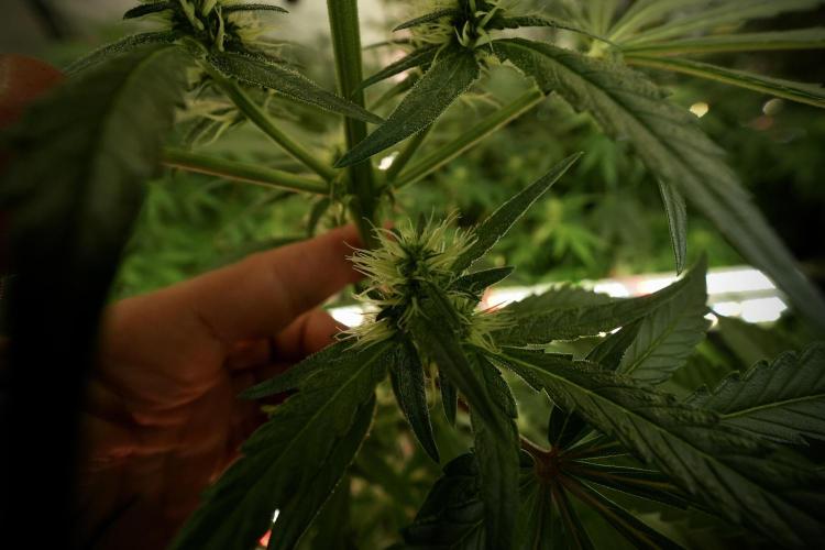 LSD Zamnesia Trippping. Week 8 - LSD 12/12 from seed