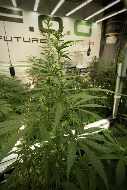 LSD Zamnesia Trippping. Week 8 - LSD 12/12 from seed