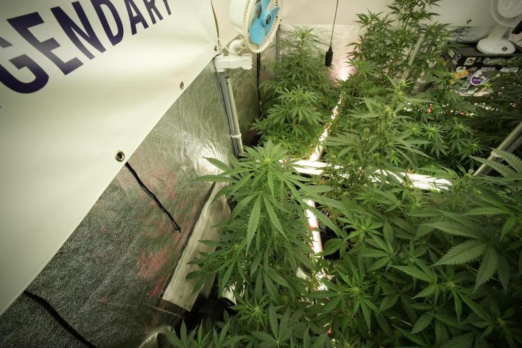 LSD Zamnesia Trippping. Week 8 - LSD 12/12 from seed