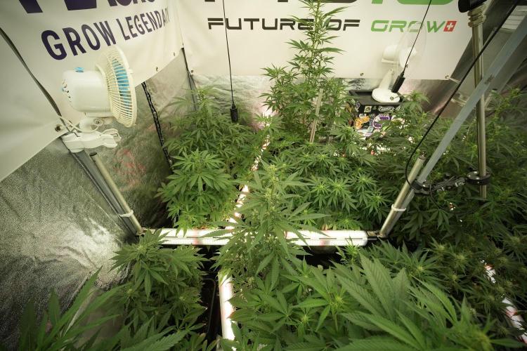 LSD Zamnesia Trippping. Week 8 - LSD 12/12 from seed