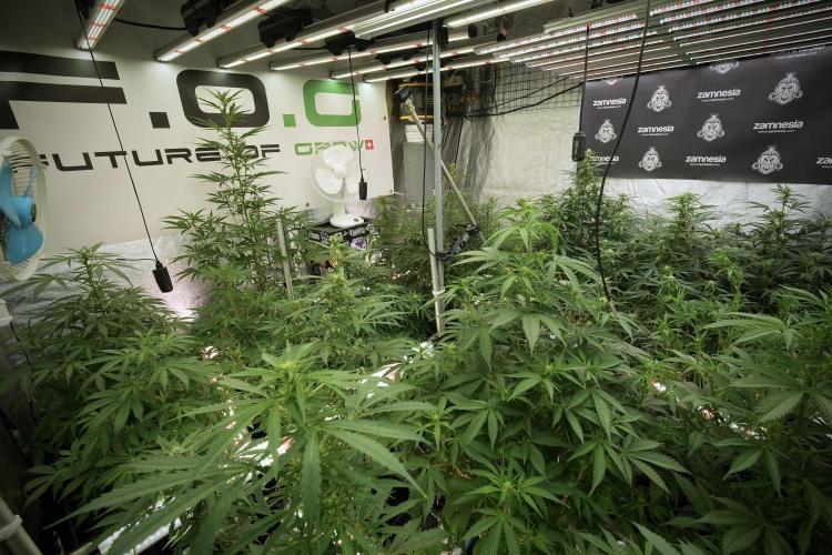 LSD Zamnesia Trippping. Week 8 - Room and Vibes