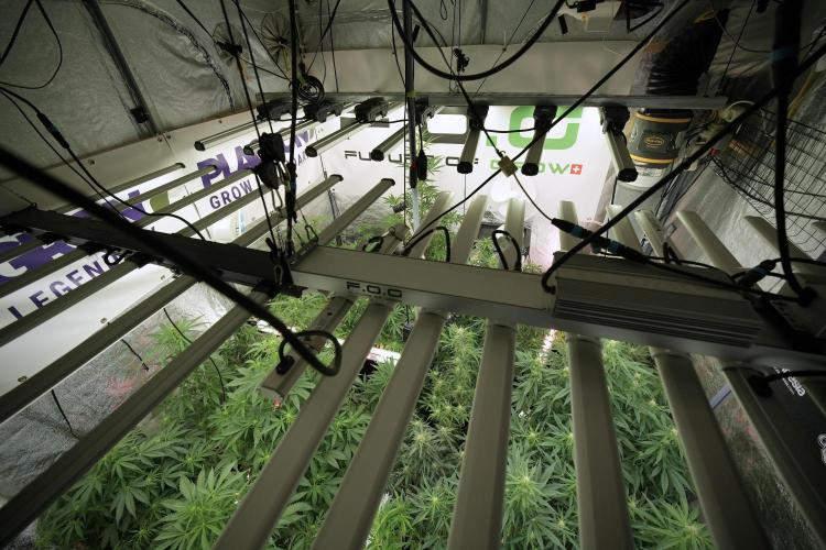 LSD Zamnesia Trippping. Week 8 - Room and Vibes